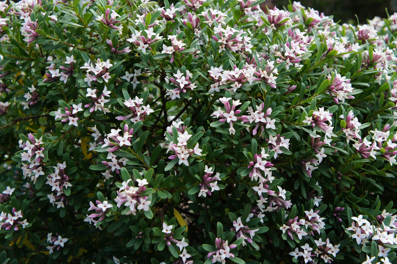 Daphne × transatlantica. Spring/SummerFlowering Shrubs Pinterest