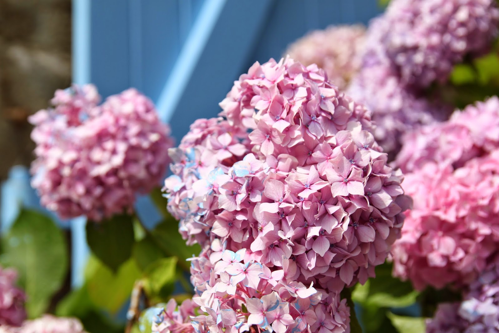 Botanic Bleu Tips To Get Hydrangeas To Bloom
