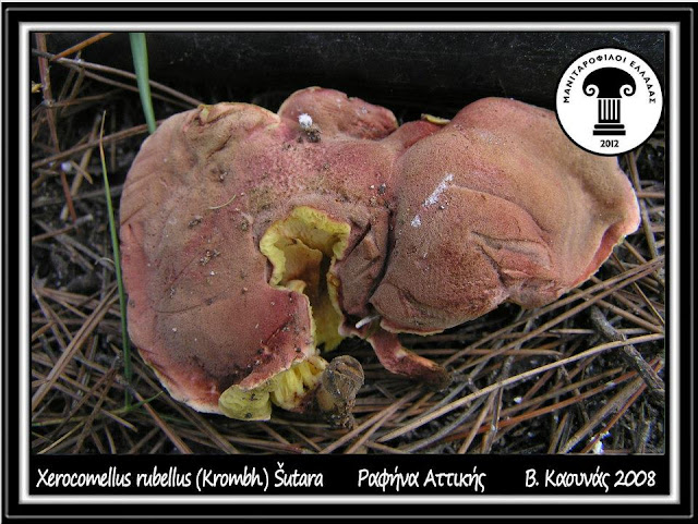 Xerocomellus rubellus (Krombh.) Šutara
