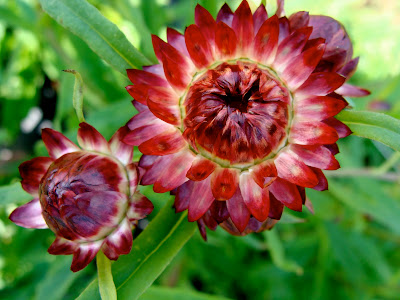 red garden flower with unopened bud picture