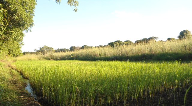 Vida no Campo