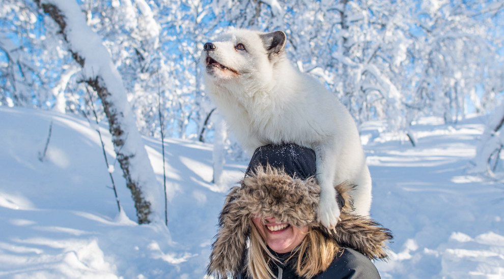 Веселые животные в снегу (18 фото)
