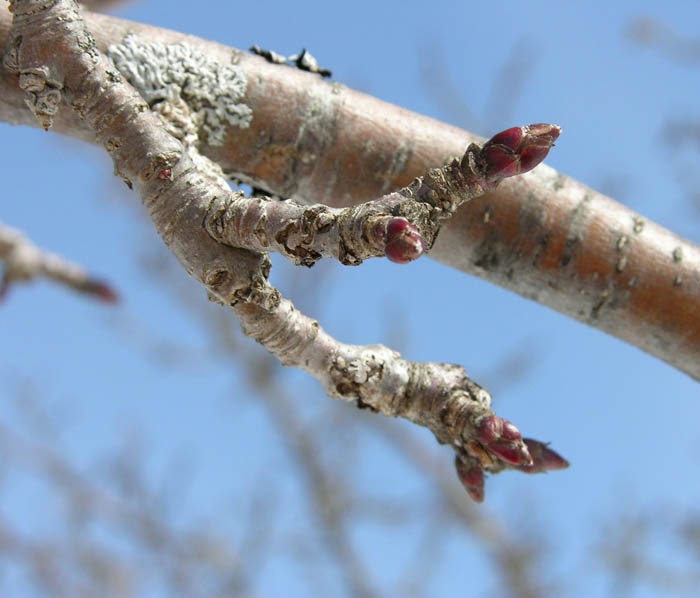 Studio and Garden Budding Trees and Shrubs