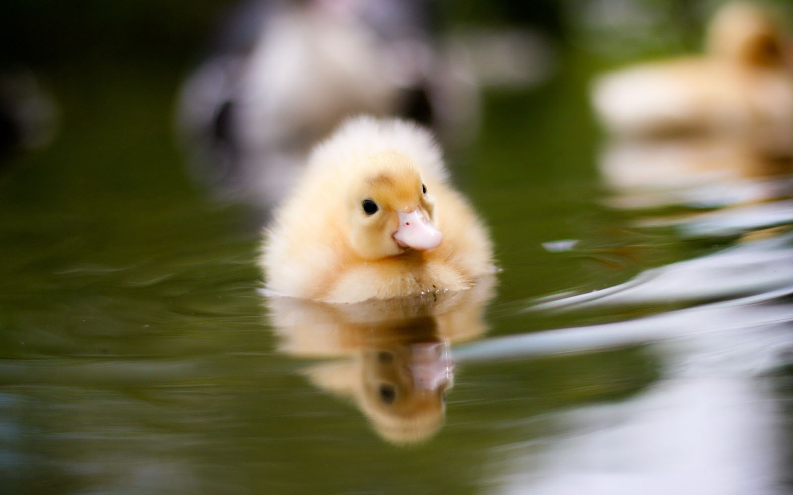 wallpapers: Duckling Wallpapers