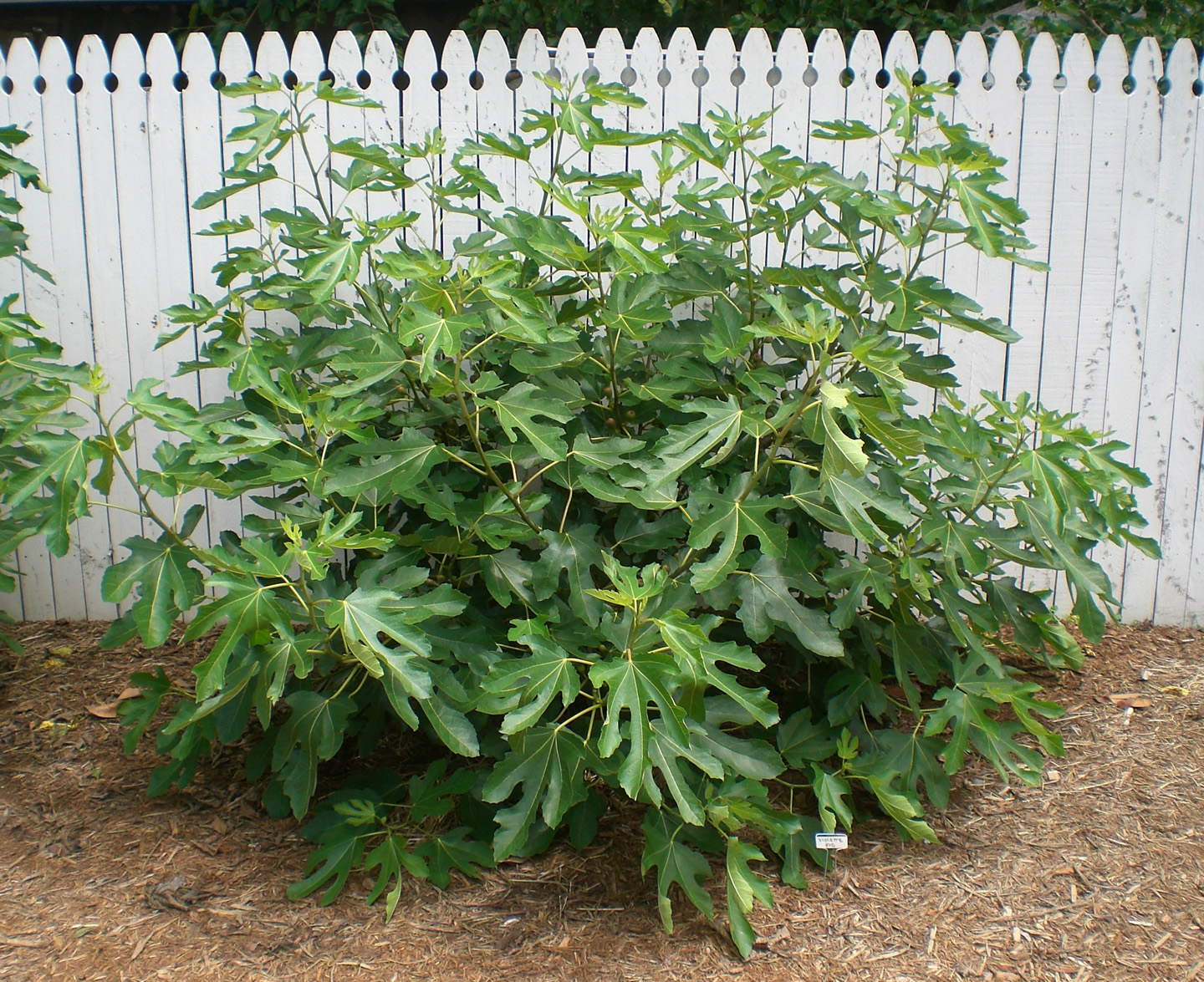 .09 Acres: They're Figgin' Huge!!