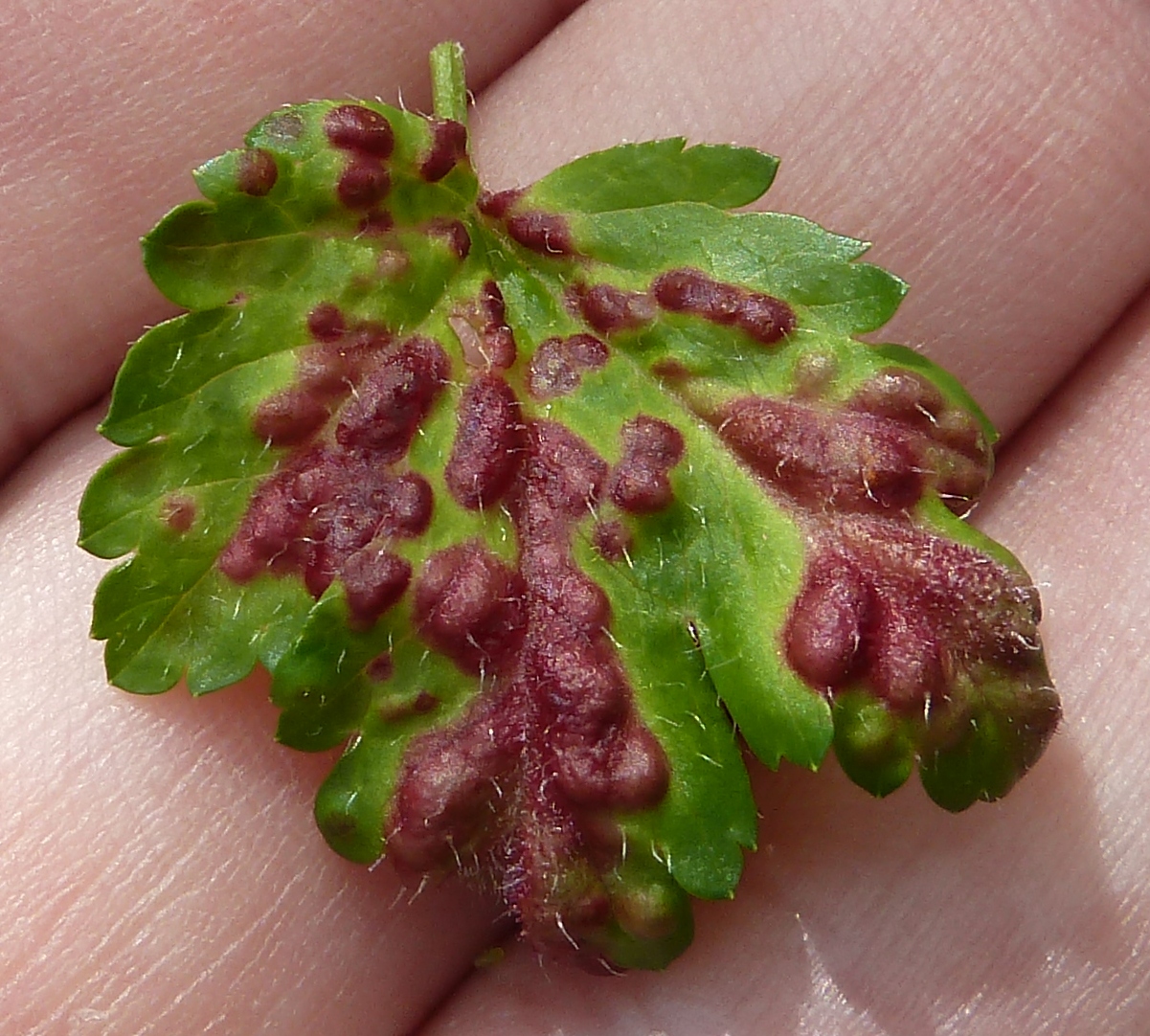 Future Plants By Randy Stewart Currants And Gooseberries