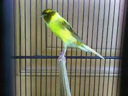 Cara Memilih Burung Kenari Indukan Dan Kontes Cara Memilih Burung Kenari Indukan Dan Kontes