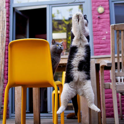 50 Funny Pictures of Cats Jumping