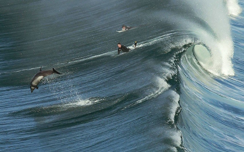Cool surfing pic with a dolphin Blazing Cat Fur