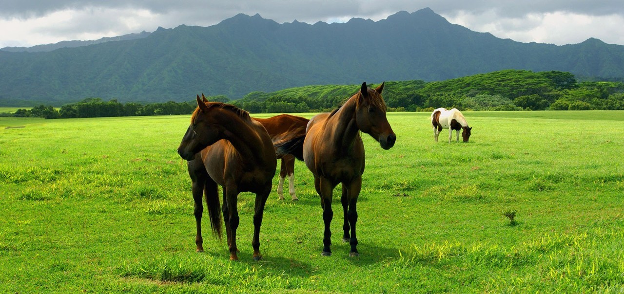 green and horses