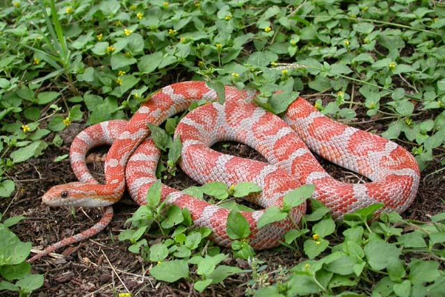 Hypo Snake