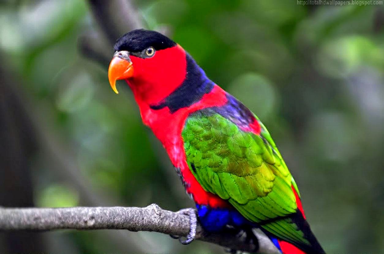 Beautiful Wallpapers for Desktop: Amazon parrot HD Wallpapers