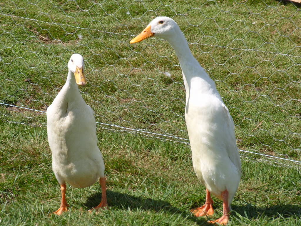 Runner Duck Speed at Gerardo blog