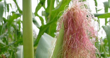 Kukuruzna Svila Ljekoviti Caj I Upotreba U Lijecenju Agrosavjet