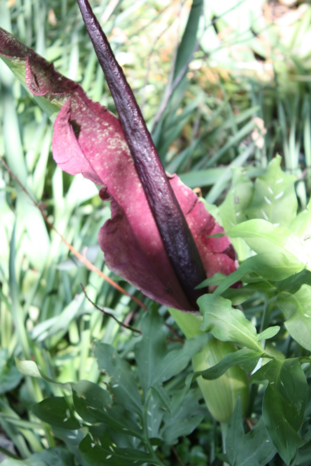 Dragon Arum, Green Dragon, Arum Italicum for zone 7