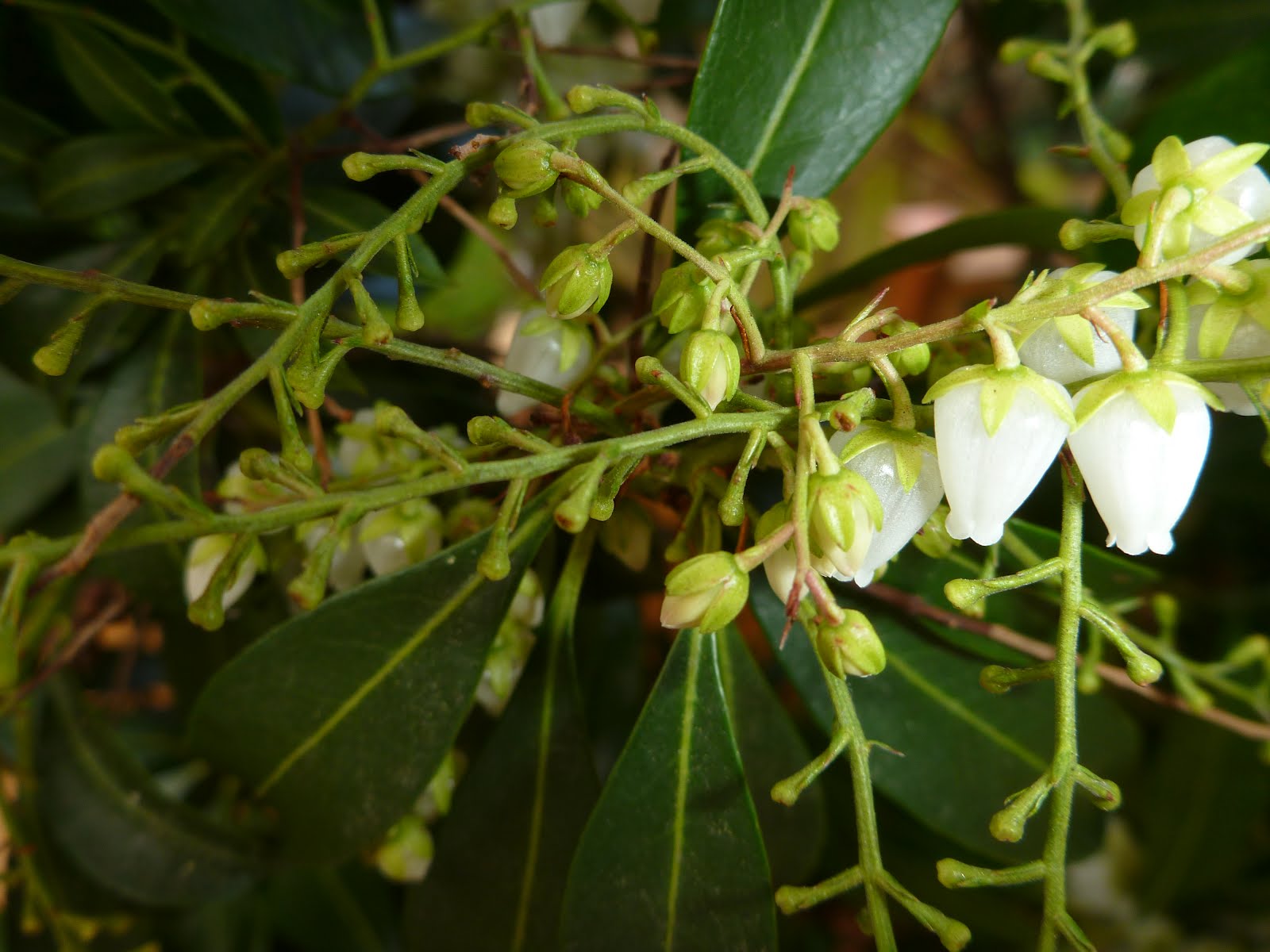 Pieris Poisoning In Dogs Symptoms Causes Diagnosis Treatment