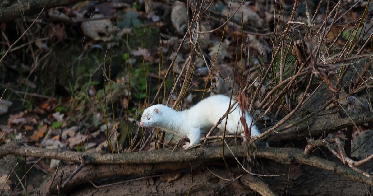 Tameside Citizen Escaped White Mink Spotted?