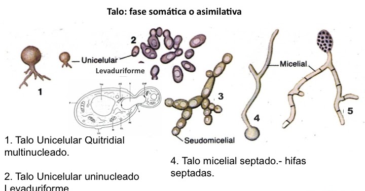 La medicina barata buena contra el hongo de las uñas