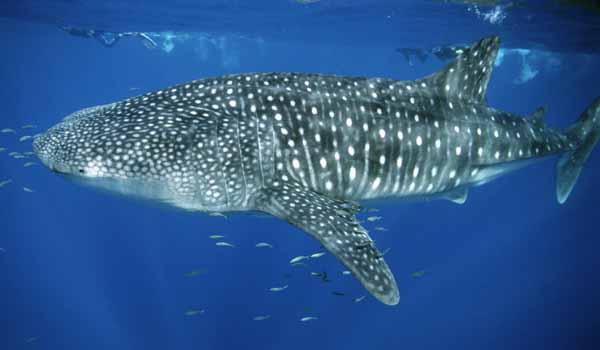 whale shark whale shark