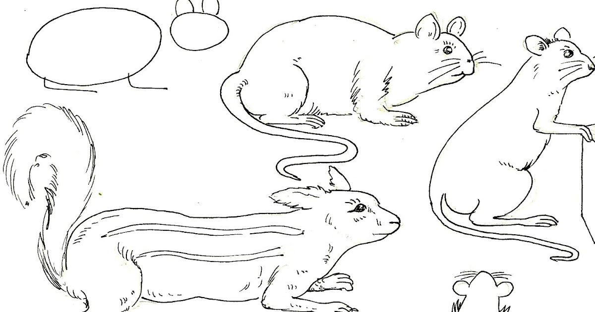 studentsdrawing: ANIMAL,OUTLINE DRAWING