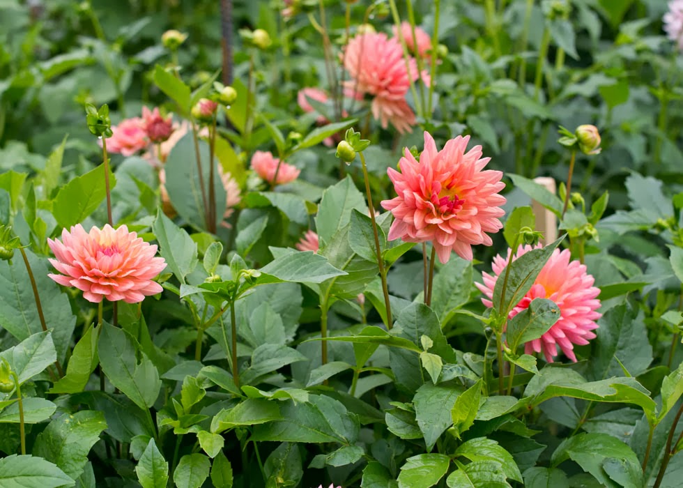 Flowers by Busy B: September 2013