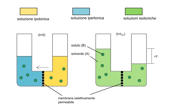 LA PRESSIONE OSMOTICA