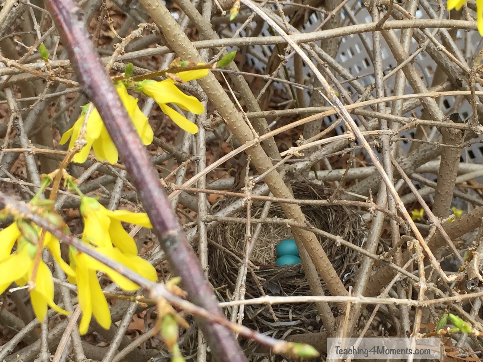 Welcome To Day 11 30x30 Nature Challenge Flowering Shrubs And