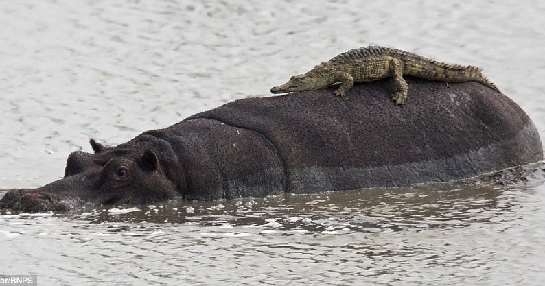 Crocodile baby hippo riding Baby crocodile riding hippo (2 pic) | Amazing Creatures