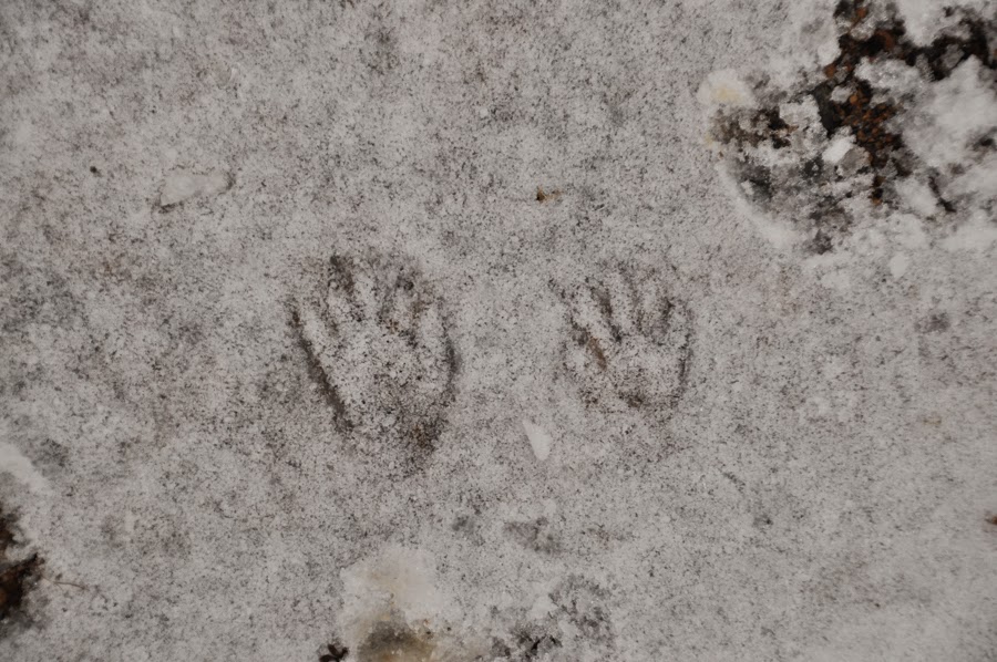 Raccoon Tracks in the snow