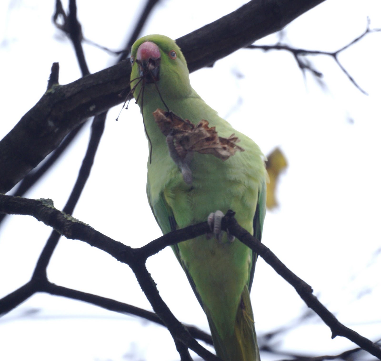We Bird North Wales Parrot palate