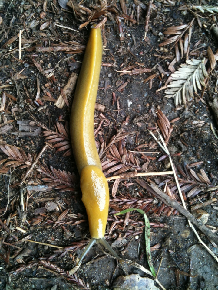 The Everyday Animal What's the Difference? Slugs and Snails