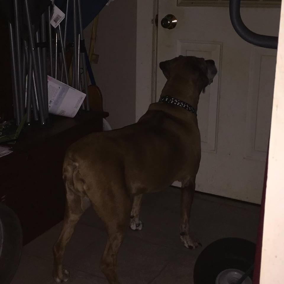 Moments of Introspection Camera Critters My Shelby