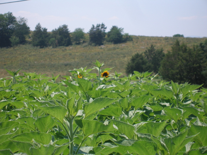 Thy Hand Hath Provided How to Plant & Grow Cut Sunflowers to Sell