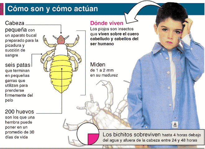 PARA CONOCER UN POQUITO MÁS A LOS PIOJITOS