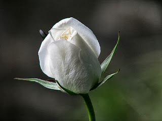 bunga mawar putih