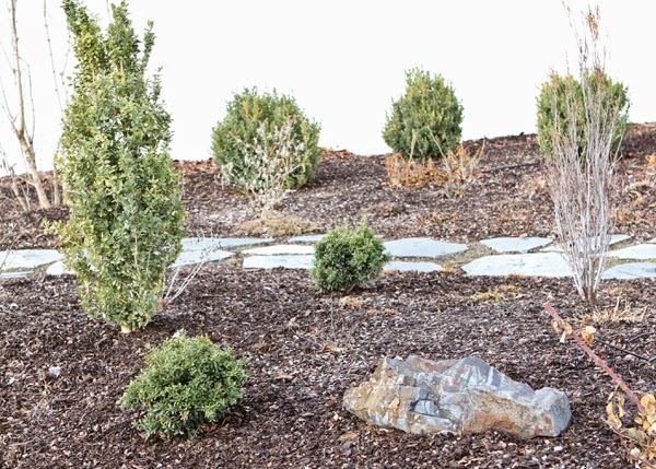 The Plant Hunter Boxwood Alternatives