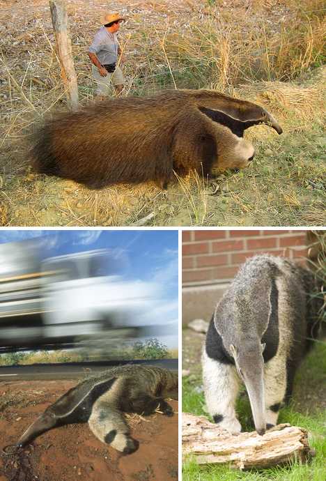 Artomega Unik 10 Jenis Hewan Trenggiling