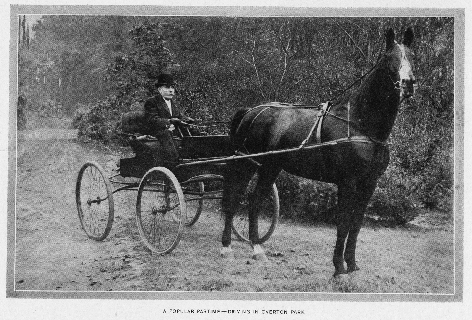 [Image: HorseCarriage.jpg]