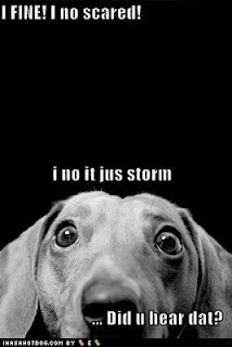 funny-dog-pictures-dog-is-not-scared-of-the-storm-no-really-he-is-not.jpg