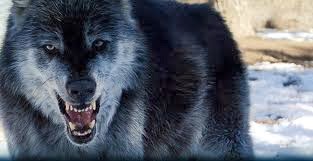 veterinary online: Wolf