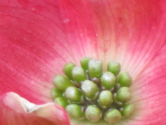 Dogwood Closeup