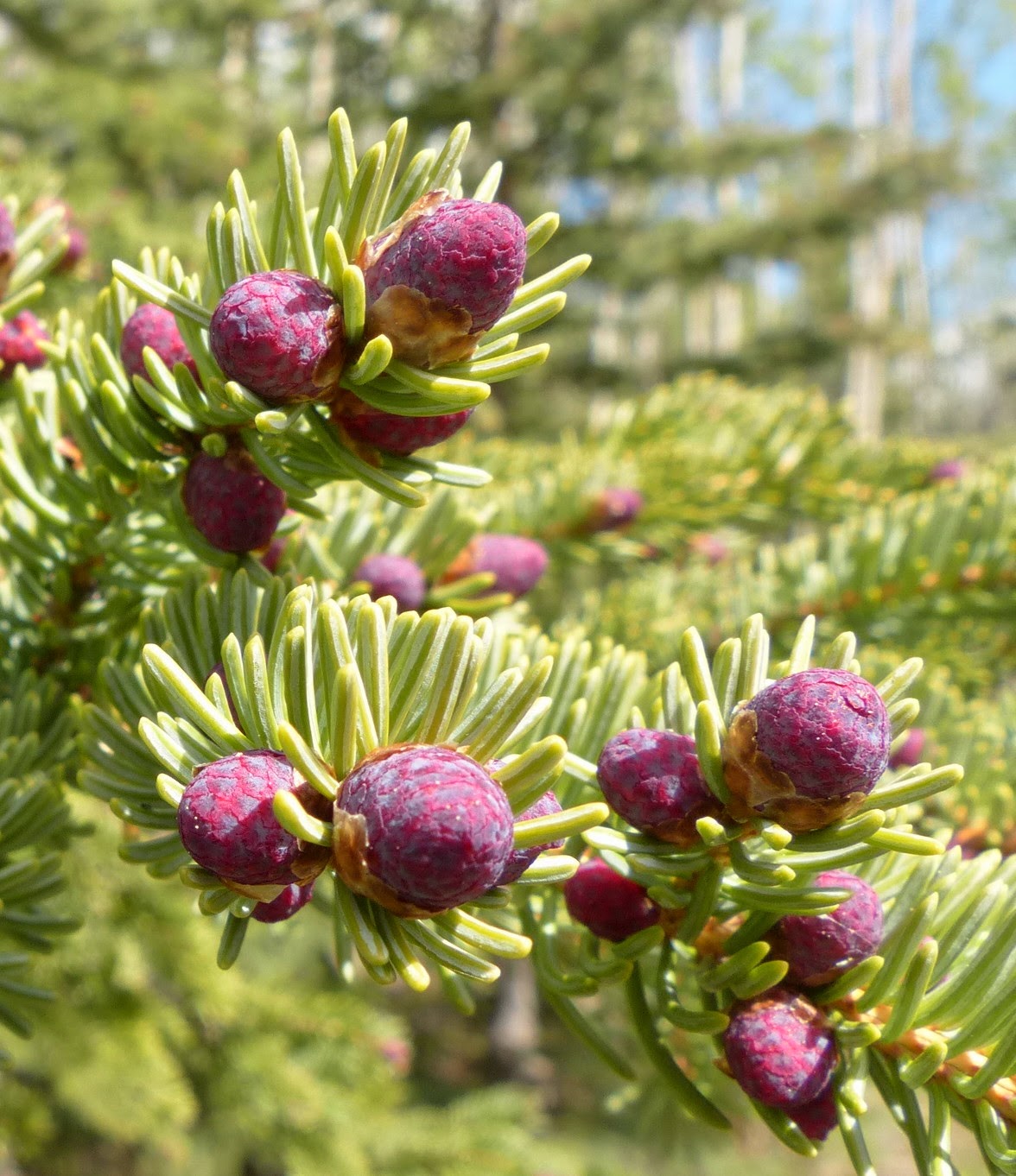 keeper of wild places immature spruce cones