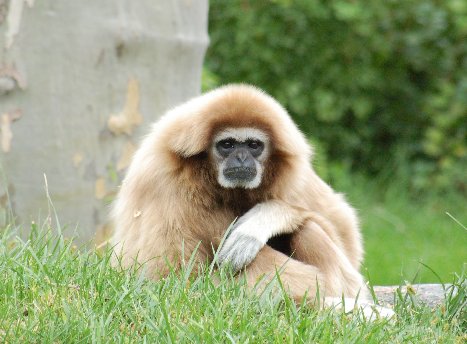 Gibbon The Life of Animals
