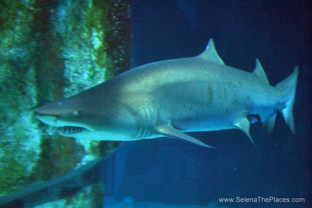 Sea Life London Aquarium