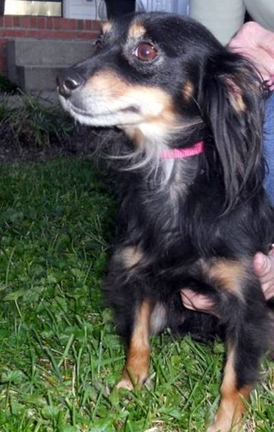 Animal And Company: Hurricane, WV - Long-haired Dachshund (Small) Mix
