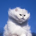 Letter from AmeriKat: The Rite of Spring
