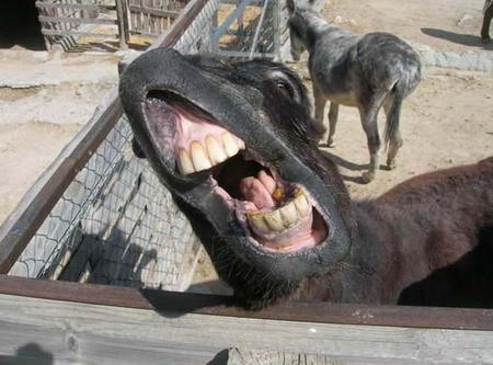 laughing donkey