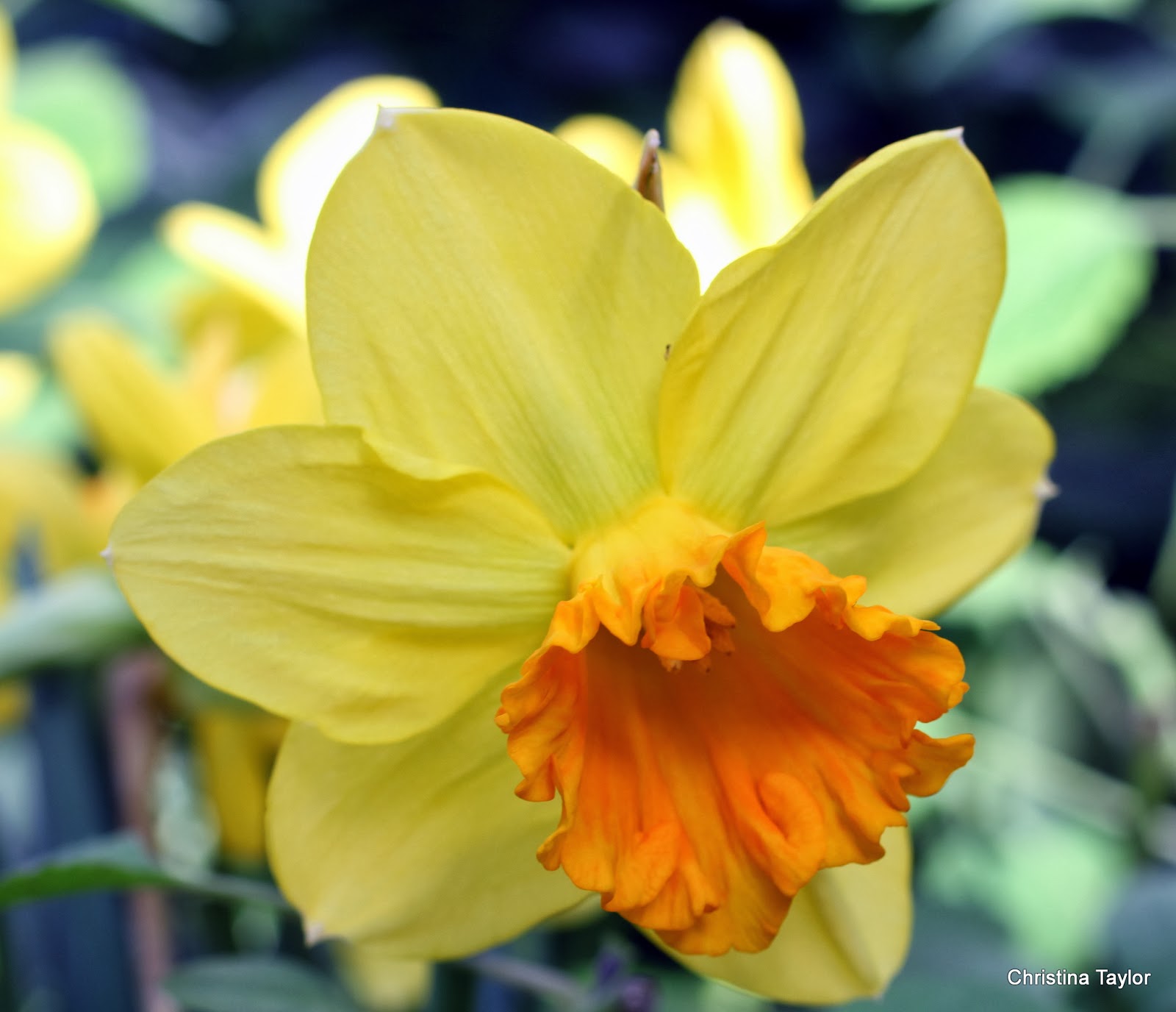 Glorious Creations Spring