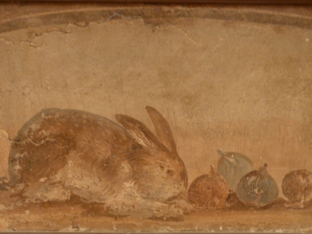 follow the black rabbit tavsan sosyal bir varliktir