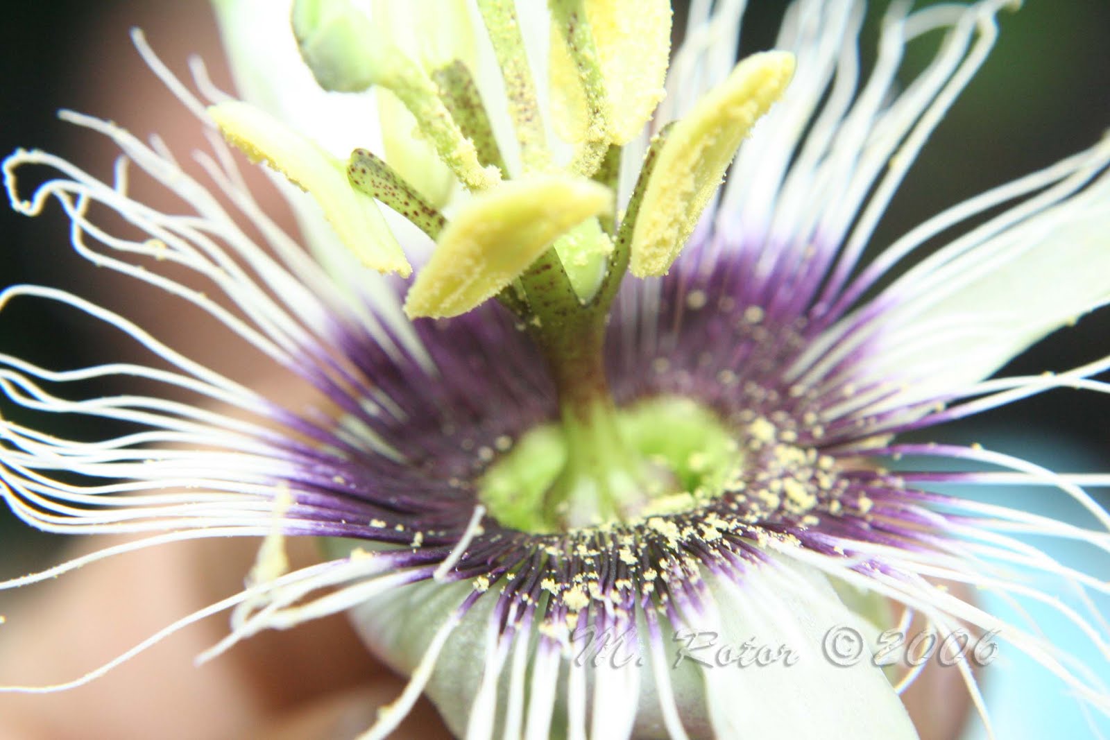 Living with Nature School on Blog by Dr. Abercio V. Rotor Nature's